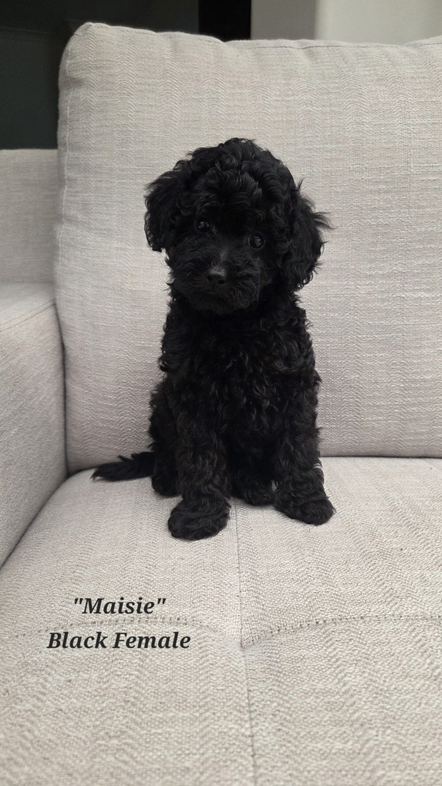 Maisie