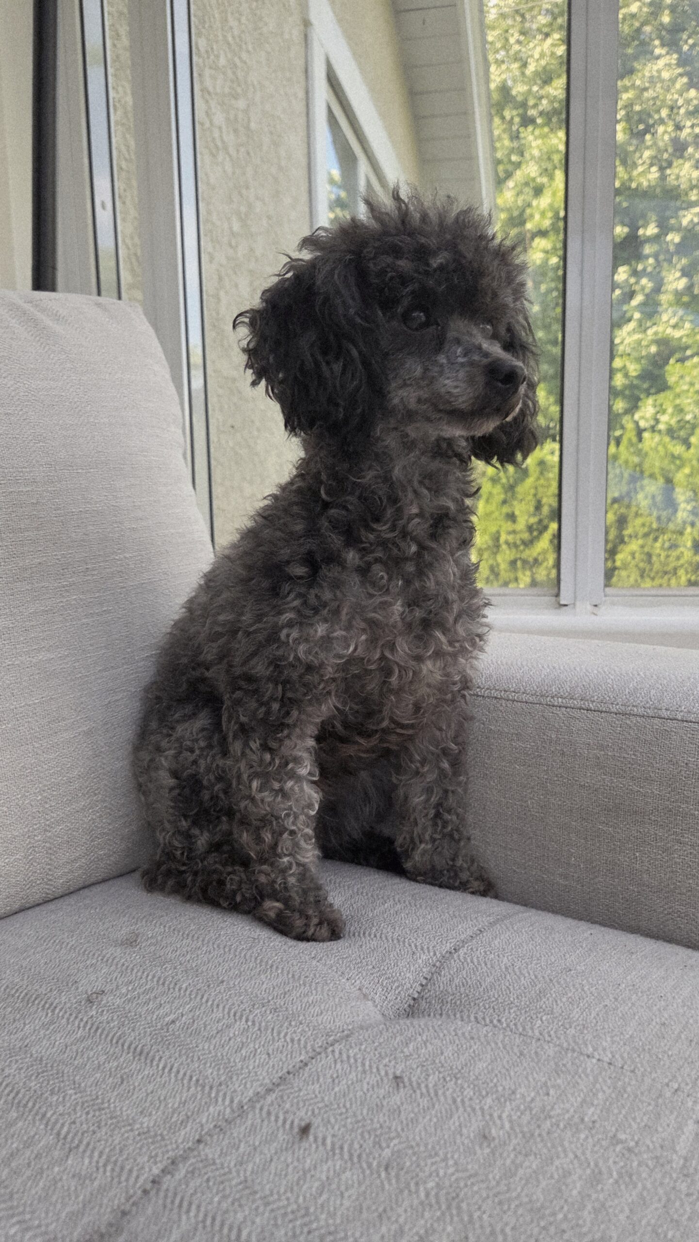 Nova