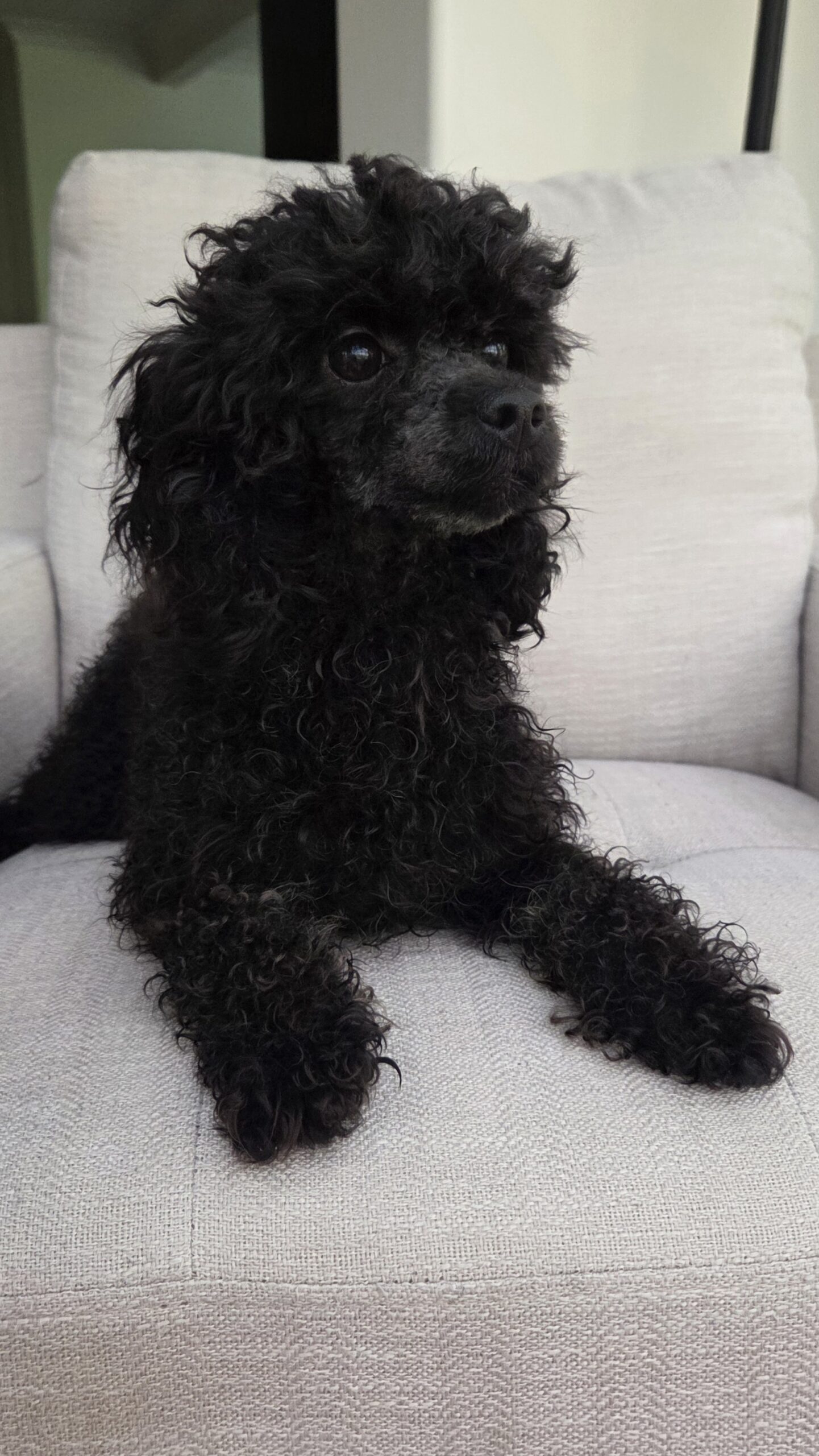 Perci